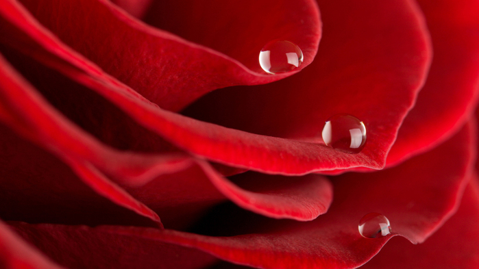 roza-rosa-kapli-lepestki (700x393, 251Kb)