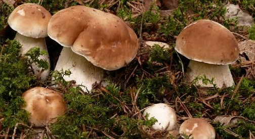 Как вырастить белый гриб у себя на участке