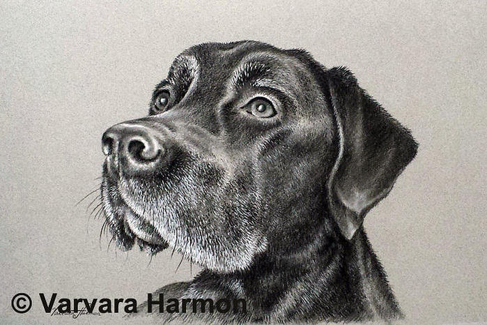 josh-varvara-harmon (700x466, 83Kb)