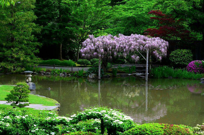 японский сад в Сиэтле 4 (700x462, 527Kb)