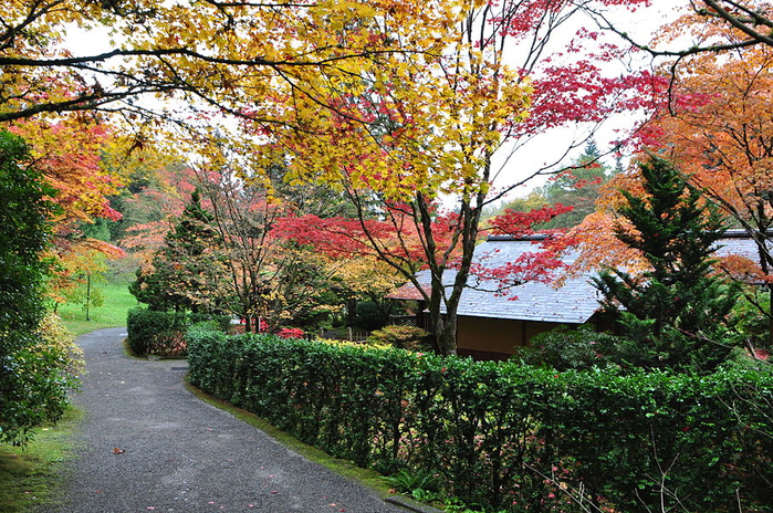 японский сад в Сиэтле 10 (700x464, 614Kb)
