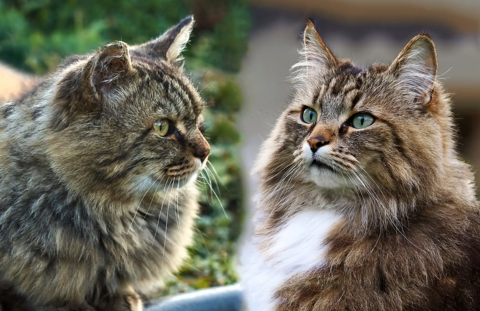 6 интересных различий между норвежской лесной и сибирской кошкой