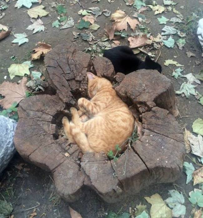 и настиг котярку сон розмерчик подошел (650x700, 76Kb)