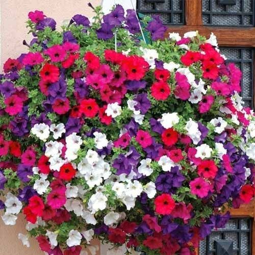 подкормка петунии2 (500x500, 247Kb)