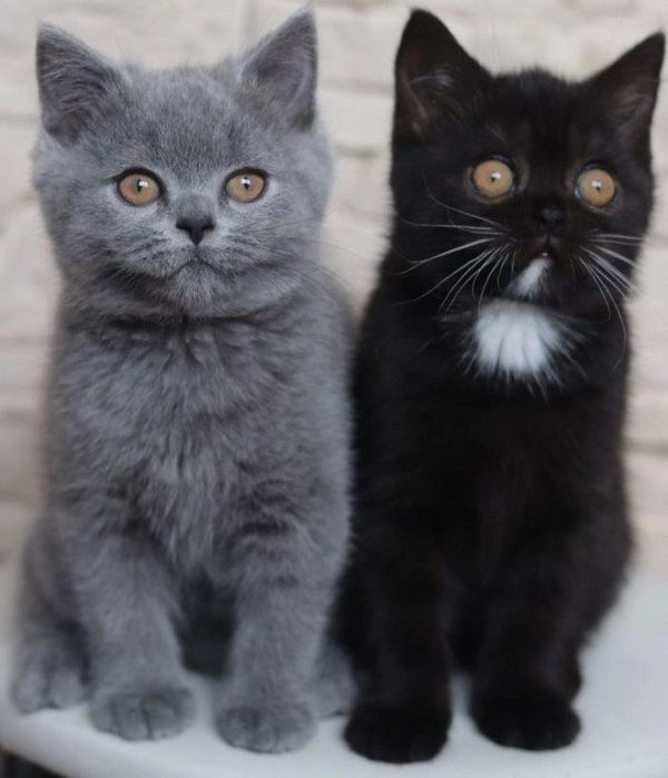 котята (600x700, 46Kb)