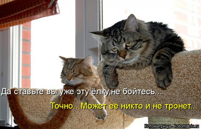kotomatritsa_y (700x449, 308Kb)