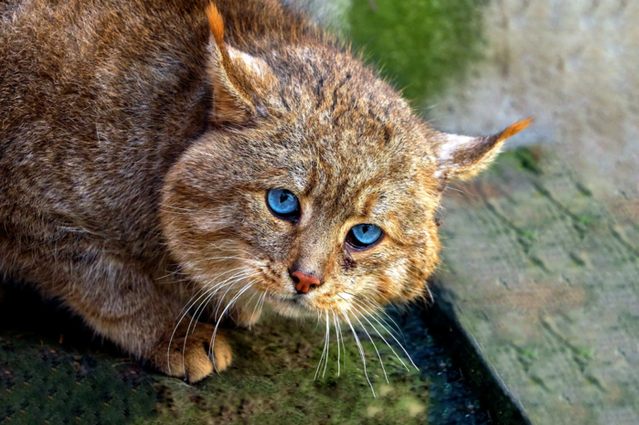 Китайская горная кошка: 6 фактов из жизни редкой хищницы