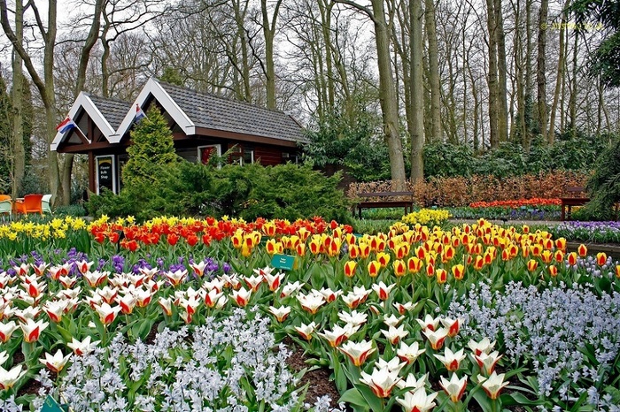 2627134_12Park_cvetov_Keikenhof_v_Gollandii (700x466, 241Kb)