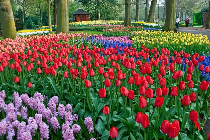 2627134_8Park_cvetov_Keikenkof_v_Gollandii (700x468, 202Kb)