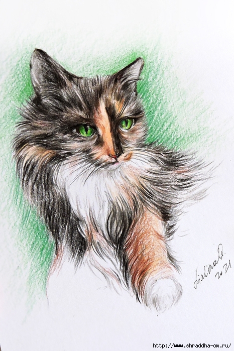 кошка из Сибири, художник Ольга Лялина, ShraddhaArt 2021(6) (466x700, 281Kb)