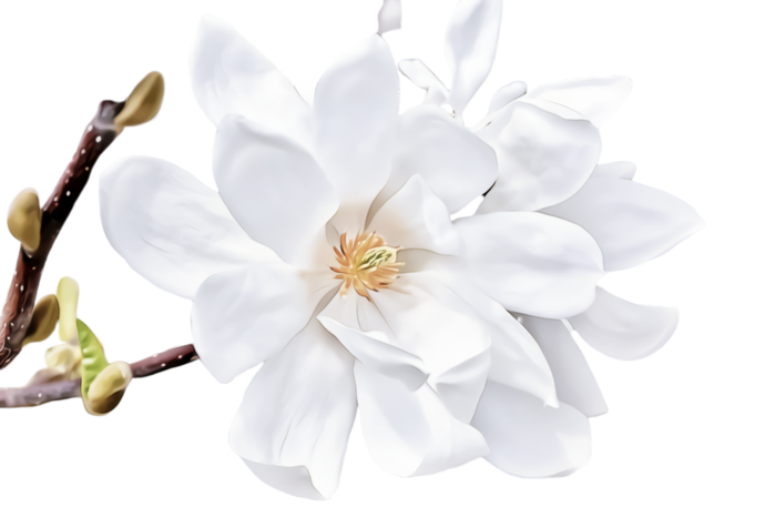 transparent-white-petal-flower-plant-blossom-5dd459083f2778.9698928115741975122587 (700x466, 228Kb)