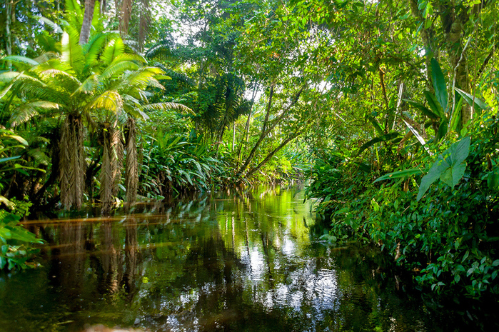 3085196_content_rainforest1 (700x465, 454Kb)