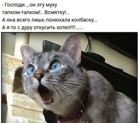 кот2 (564x500, 44Kb)