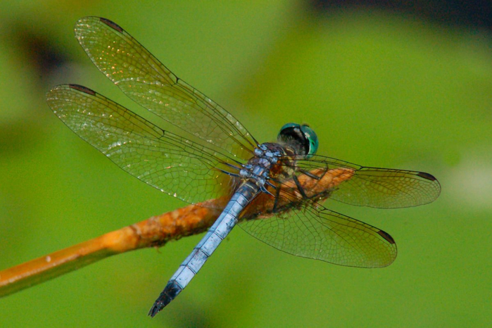dragonfly-01 (700x466, 356Kb)