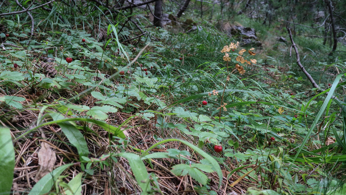 IMG_1017 (700x393, 483Kb)
