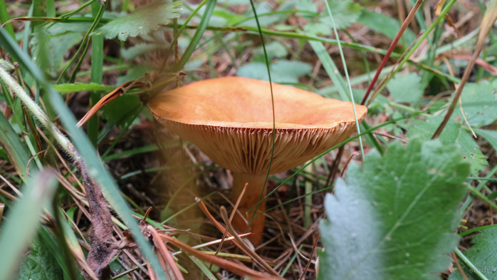 IMG_1027 (700x393, 349Kb)