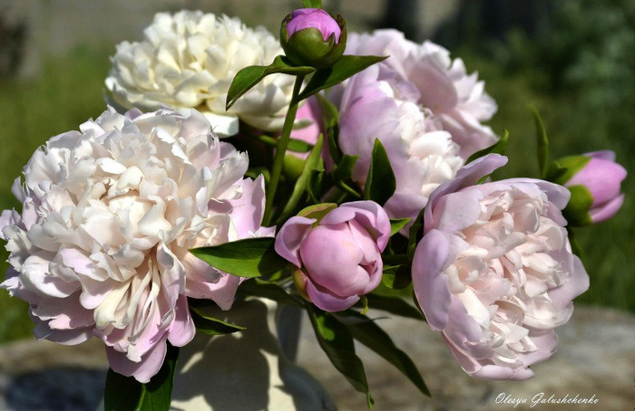 фарфоровые цветы Олеси Галущенко 18 (700x454, 332Kb)