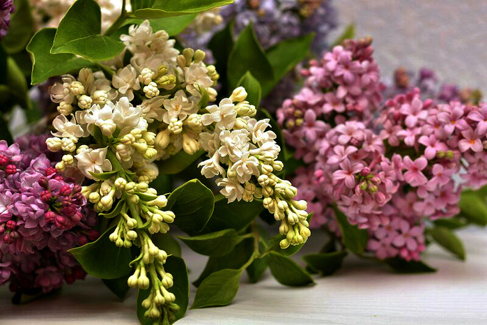 фарфоровые цветы Олеси Галущенко 2 (700x466, 454Kb)