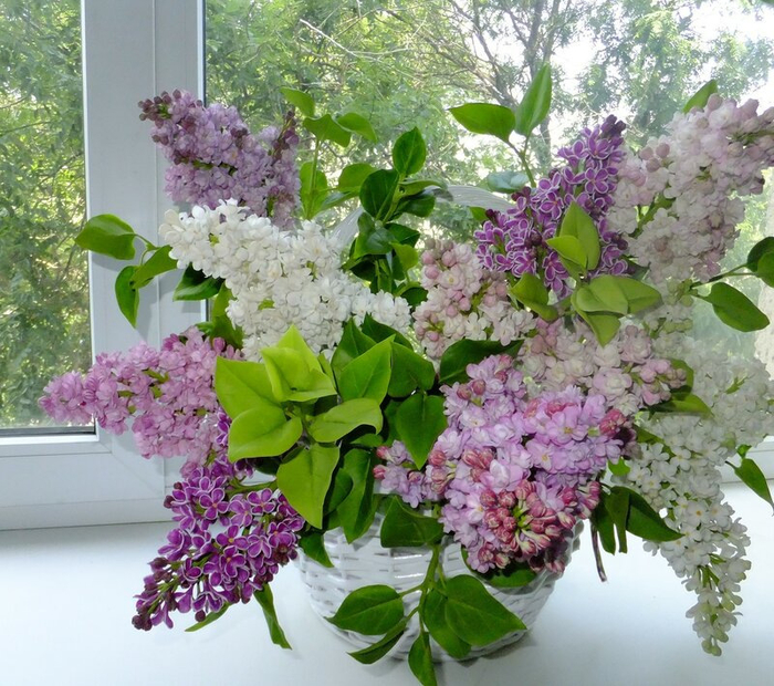 фарфоровые цветы Олеси Галущенко 5 (700x620, 518Kb)
