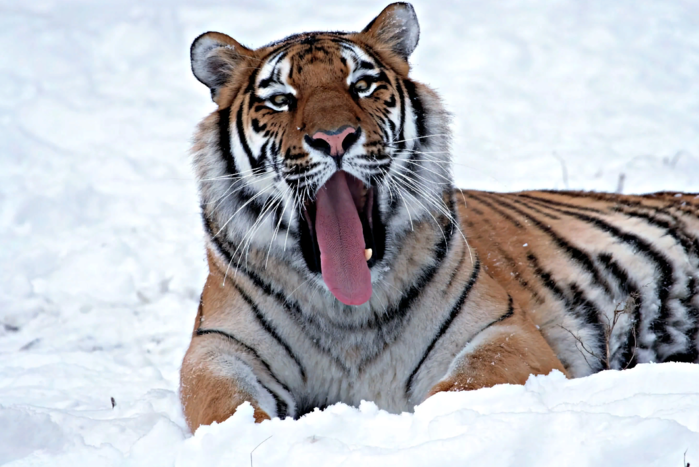 Как зимует уссурийский тигр: 6 фактов о полосатом хищнике