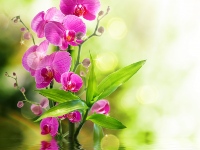 4536045_orchidflowersbloomwater_2 (200x150, 16Kb)
