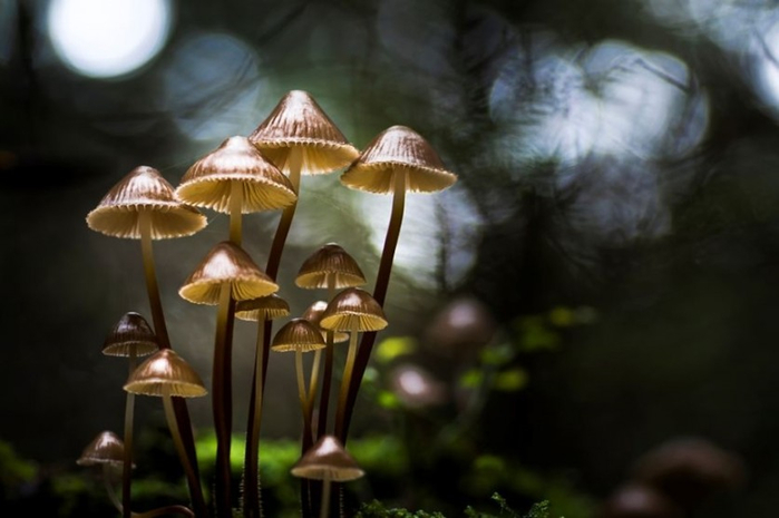 Beautiful-pictures-of-mushrooms-01 (700x465, 220Kb)