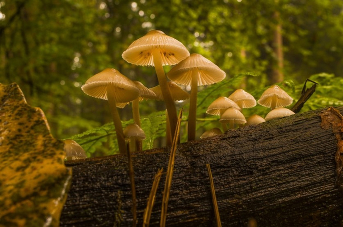 Beautiful-pictures-of-mushrooms-06 (700x463, 347Kb)