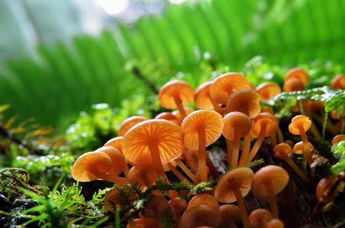 Beautiful-pictures-of-mushrooms-09 (700x463, 323Kb)