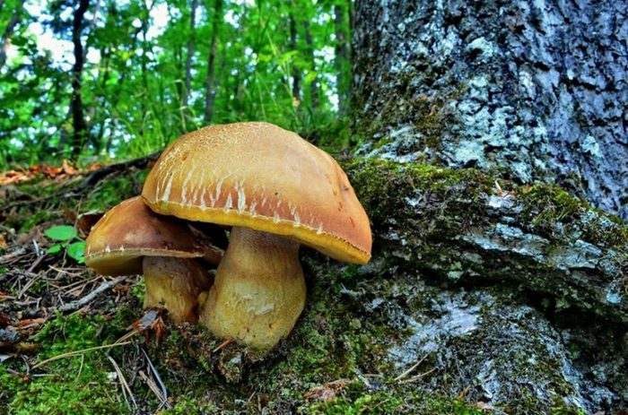 Beautiful-pictures-of-mushrooms-10 (700x463, 466Kb)