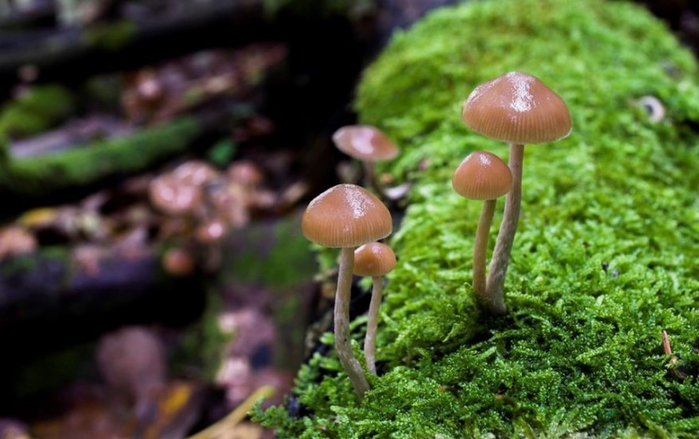 Beautiful-pictures-of-mushrooms-11 (700x439, 299Kb)