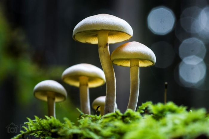 Beautiful-pictures-of-mushrooms-14 (700x465, 225Kb)