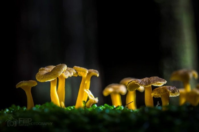 Beautiful-pictures-of-mushrooms-15 (700x465, 164Kb)