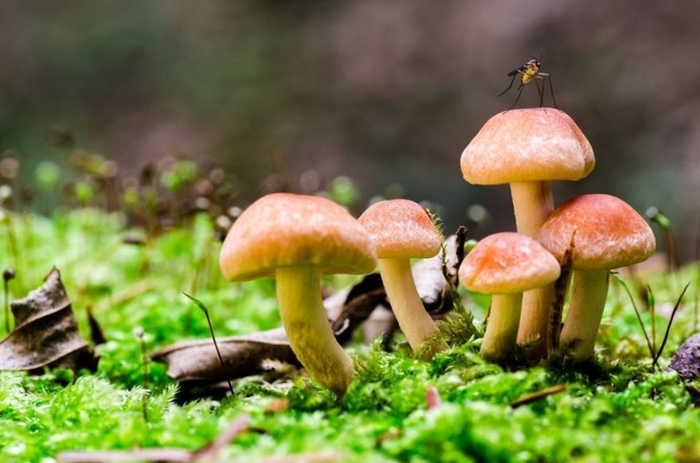 Beautiful-pictures-of-mushrooms-20 (700x463, 302Kb)