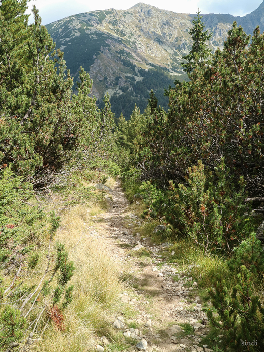 IMG_1343 (525x700, 667Kb)