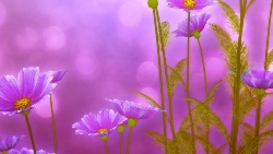 4536045_flowerspinkleavesgreen__kopiya (250x141, 19Kb)