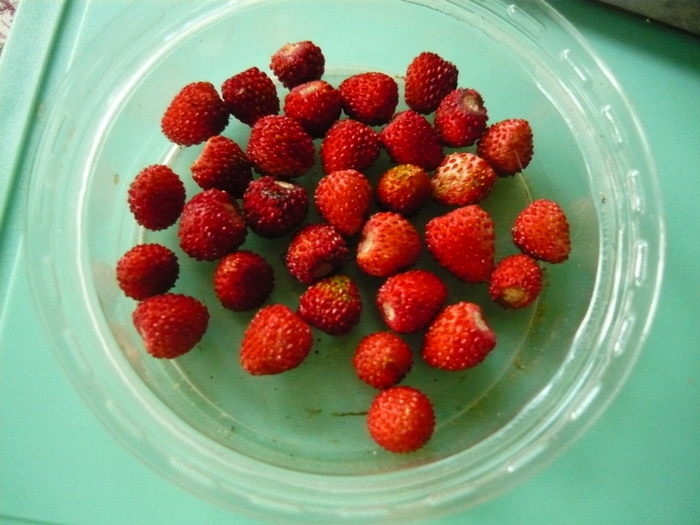 P1090414 (700x525, 256Kb)