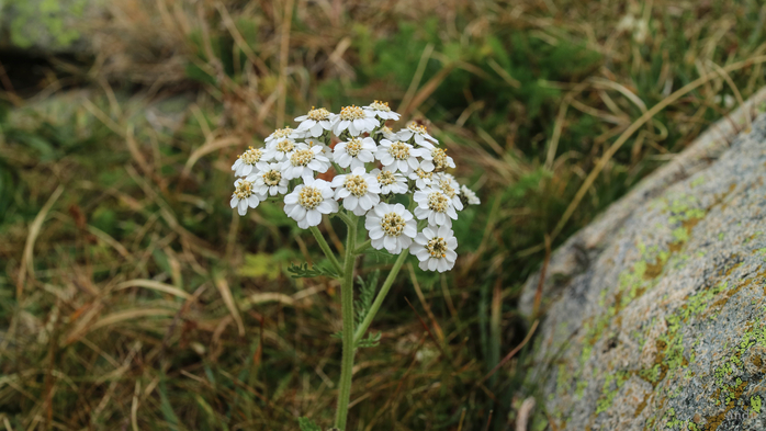 IMG_1477 (700x393, 335Kb)