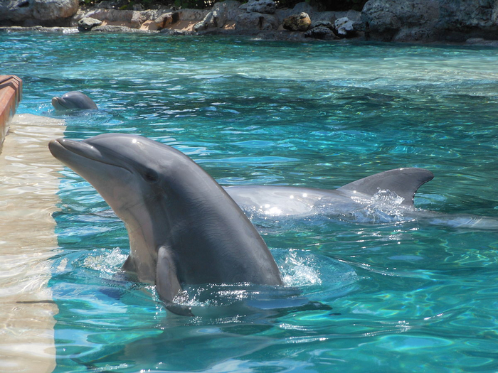 SeaWorld_Orlando_Dolphins-1 (700x525, 476Kb)