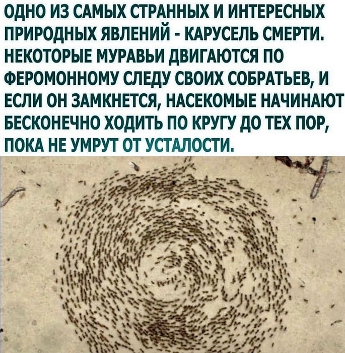 210064643_144325844370717_550554862932910665_n (685x700, 388Kb)