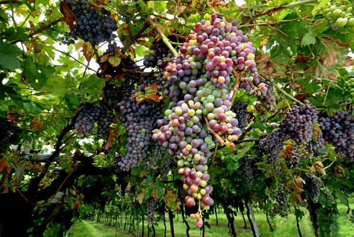 urozhaj-vinograda-1024x684 (700x467, 114Kb)