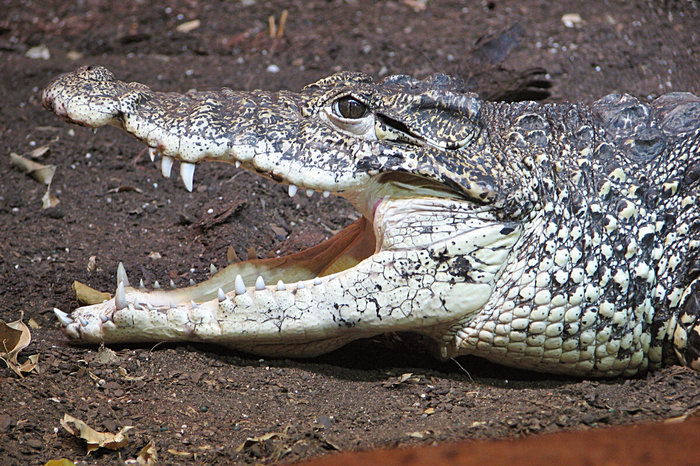 9 фактов о кубинском крокодиле
