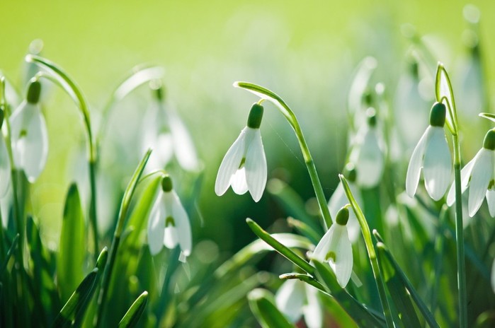 4288x2848_px_flowers_nature_Snowdrops_Spring-1745947.jpg!d (700x464, 60Kb)