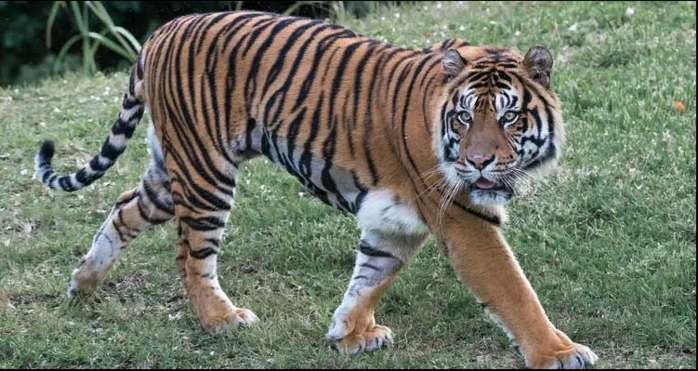 12 невероятных фактов о тиграх