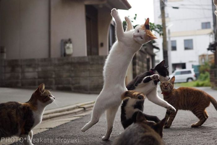 ninja-cats-photography-hisakata-hiroyuki-82-59f196f7572b0__880 (700x466, 44Kb)