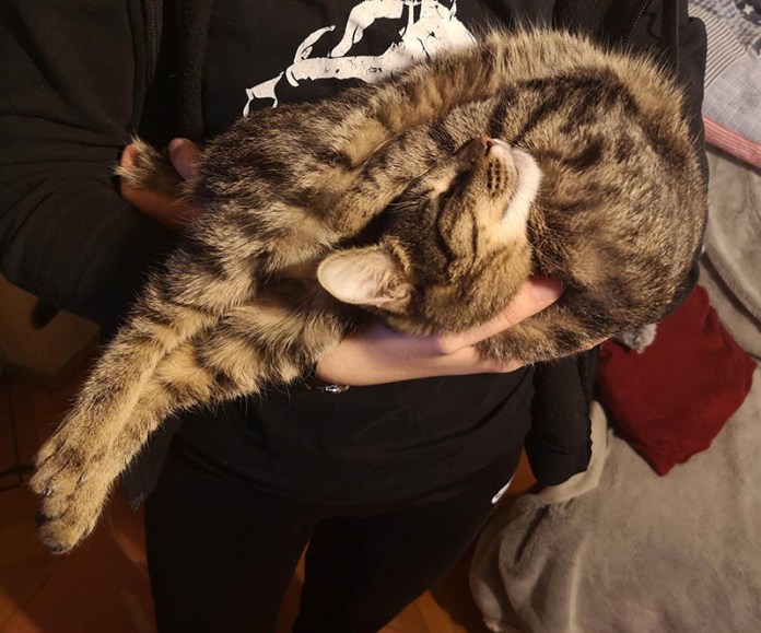 кот вверхногами (696x579, 88Kb)