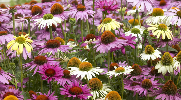 echinacea-color-colorful-flowerbed-1066556 (700x386, 425Kb)