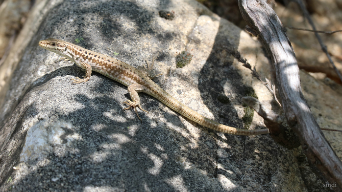 IMG_1700 (700x393, 366Kb)