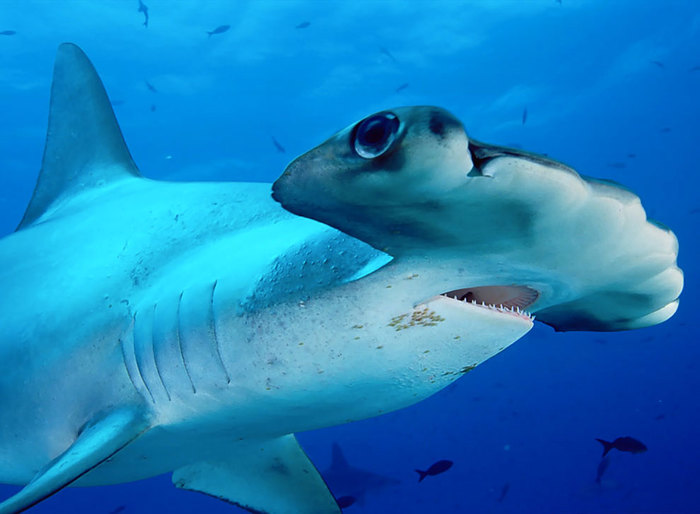 Интересные факты про акулу-молот