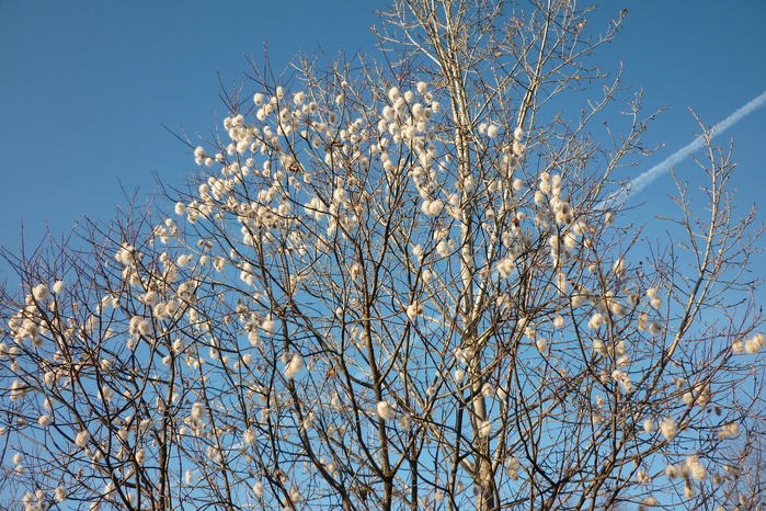 P1080868 (700x466, 660Kb)