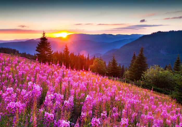 priroda-gory-leto-svet-solnca-les-cvety-foto-pozitiv-krasivo (700x489, 541Kb)